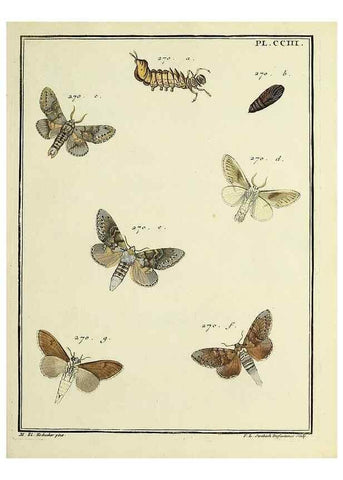 Reproducción/Reproduction 35693660582: Papillons d'Europe, peints d'après nature /. A Paris :Chez P.M. Delaguette, imprimeur-libraire ... ;1779-1792 [i.e. 1793]