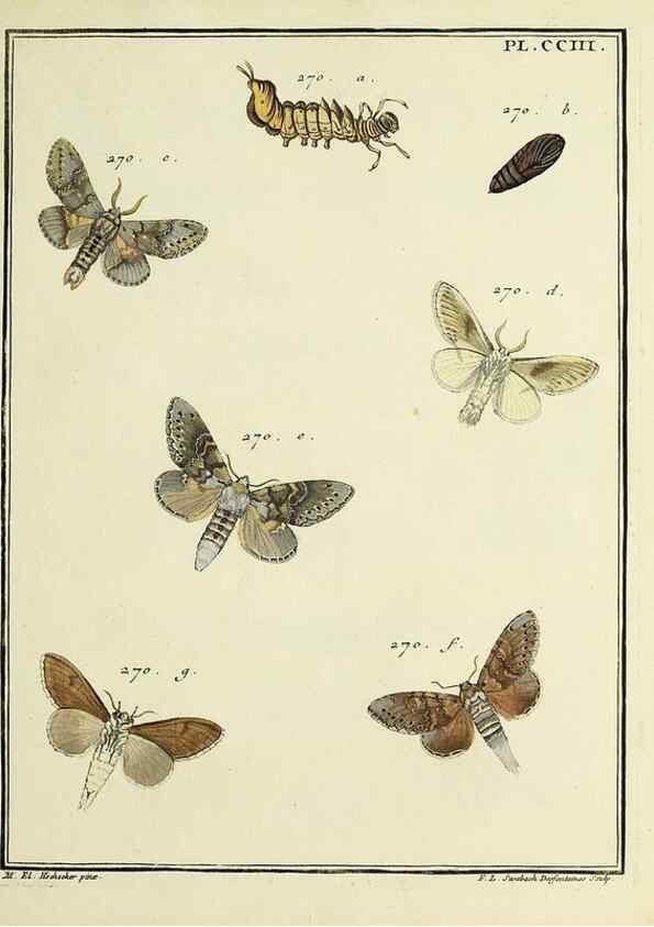 Reproducción/Reproduction 35693660582: Papillons d'Europe, peints d'après nature /. A Paris :Chez P.M. Delaguette, imprimeur-libraire ... ;1779-1792 [i.e. 1793]