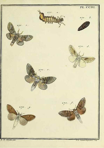 Reproducción/Reproduction 35693660582: Papillons d'Europe, peints d'après nature /. A Paris :Chez P.M. Delaguette, imprimeur-libraire ... ;1779-1792 [i.e. 1793]