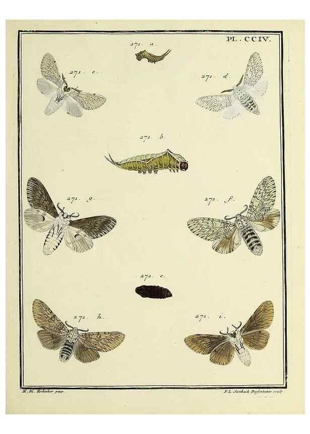 Reproducción/Reproduction 35693661762: Papillons d'Europe, peints d'après nature /. A Paris :Chez P.M. Delaguette, imprimeur-libraire ... ;1779-1792 [i.e. 1793]