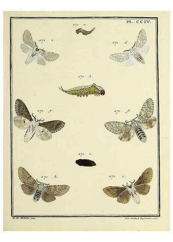 Reproducción/Reproduction 35693661762: Papillons d'Europe, peints d'après nature /. A Paris :Chez P.M. Delaguette, imprimeur-libraire ... ;1779-1792 [i.e. 1793]