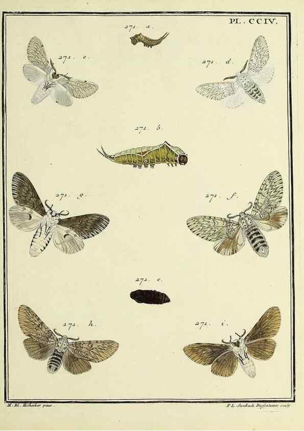 Reproducción/Reproduction 35693661762: Papillons d'Europe, peints d'après nature /. A Paris :Chez P.M. Delaguette, imprimeur-libraire ... ;1779-1792 [i.e. 1793]