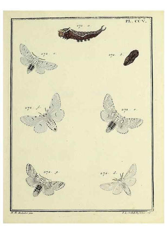 Reproducción/Reproduction 35822188436: Papillons d'Europe, peints d'après nature /. A Paris :Chez P.M. Delaguette, imprimeur-libraire ... ;1779-1792 [i.e. 1793]