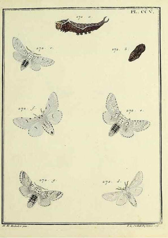 Reproducción/Reproduction 35822188436: Papillons d'Europe, peints d'après nature /. A Paris :Chez P.M. Delaguette, imprimeur-libraire ... ;1779-1792 [i.e. 1793]