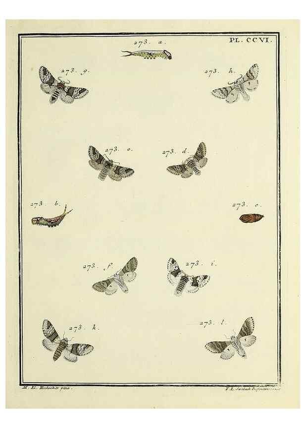 Reproducción/Reproduction 35731135401: Papillons d'Europe, peints d'après nature /. A Paris :Chez P.M. Delaguette, imprimeur-libraire ... ;1779-1792 [i.e. 1793]