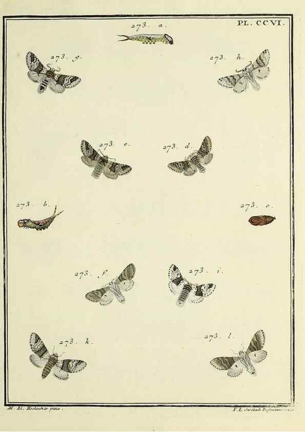 Reproducción/Reproduction 35731135401: Papillons d'Europe, peints d'après nature /. A Paris :Chez P.M. Delaguette, imprimeur-libraire ... ;1779-1792 [i.e. 1793]