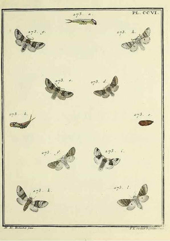 Reproducción/Reproduction 35731135401: Papillons d'Europe, peints d'après nature /. A Paris :Chez P.M. Delaguette, imprimeur-libraire ... ;1779-1792 [i.e. 1793]