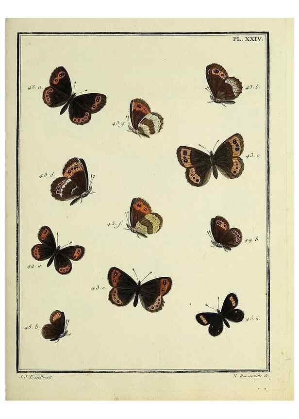Reproducción/Reproduction 35475631050: Papillons d'Europe, peints d'après nature /. A Paris :Chez P.M. Delaguette, imprimeur-libraire ... ;1779-1792 [i.e. 1793]