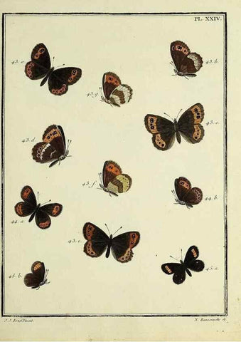 Reproducción/Reproduction 35475631050: Papillons d'Europe, peints d'après nature /. A Paris :Chez P.M. Delaguette, imprimeur-libraire ... ;1779-1792 [i.e. 1793]