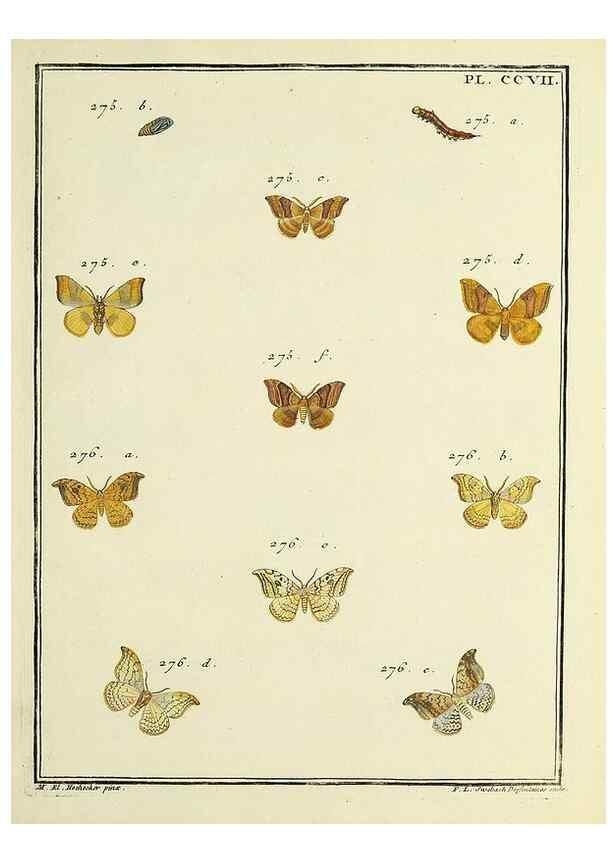 Reproducción/Reproduction 35731136831: Papillons d'Europe, peints d'après nature /. A Paris :Chez P.M. Delaguette, imprimeur-libraire ... ;1779-1792 [i.e. 1793]