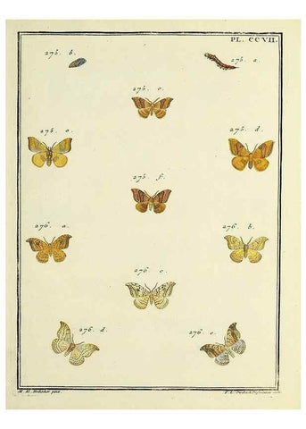 Reproducción/Reproduction 35731136831: Papillons d'Europe, peints d'après nature /. A Paris :Chez P.M. Delaguette, imprimeur-libraire ... ;1779-1792 [i.e. 1793]