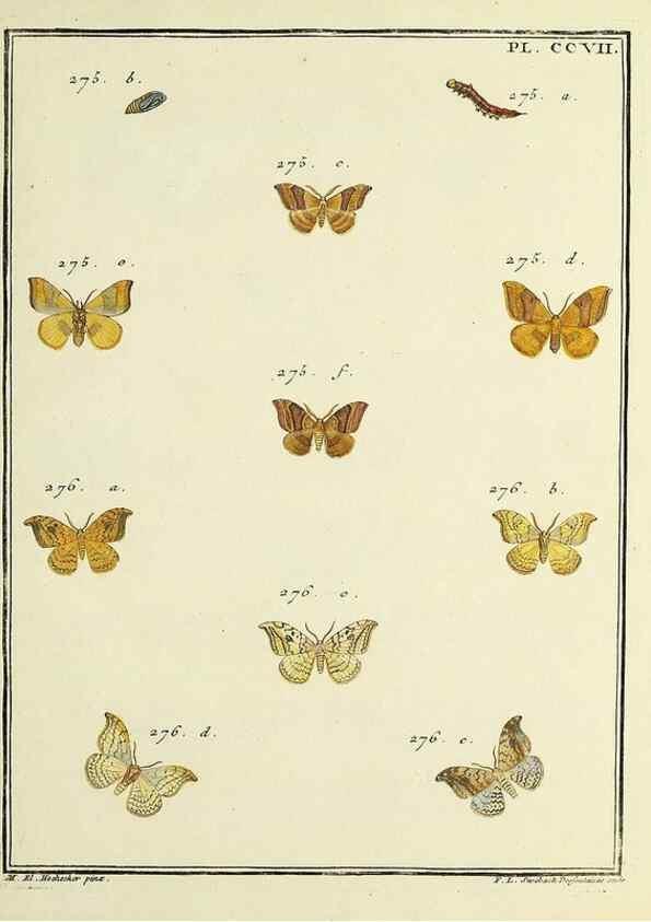 Reproducción/Reproduction 35731136831: Papillons d'Europe, peints d'après nature /. A Paris :Chez P.M. Delaguette, imprimeur-libraire ... ;1779-1792 [i.e. 1793]
