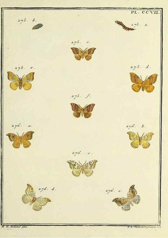 Reproducción/Reproduction 35731136831: Papillons d'Europe, peints d'après nature /. A Paris :Chez P.M. Delaguette, imprimeur-libraire ... ;1779-1792 [i.e. 1793]