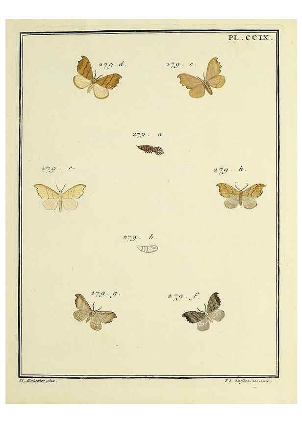 Reproducción/Reproduction 35475122030: Papillons d'Europe, peints d'après nature /. A Paris :Chez P.M. Delaguette, imprimeur-libraire ... ;1779-1792 [i.e. 1793]