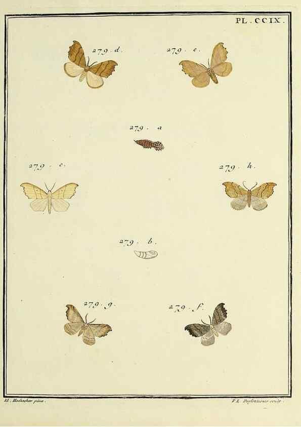 Reproducción/Reproduction 35475122030: Papillons d'Europe, peints d'après nature /. A Paris :Chez P.M. Delaguette, imprimeur-libraire ... ;1779-1792 [i.e. 1793]