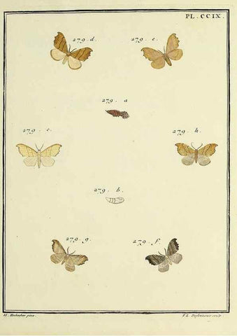 Reproducción/Reproduction 35475122030: Papillons d'Europe, peints d'après nature /. A Paris :Chez P.M. Delaguette, imprimeur-libraire ... ;1779-1792 [i.e. 1793]