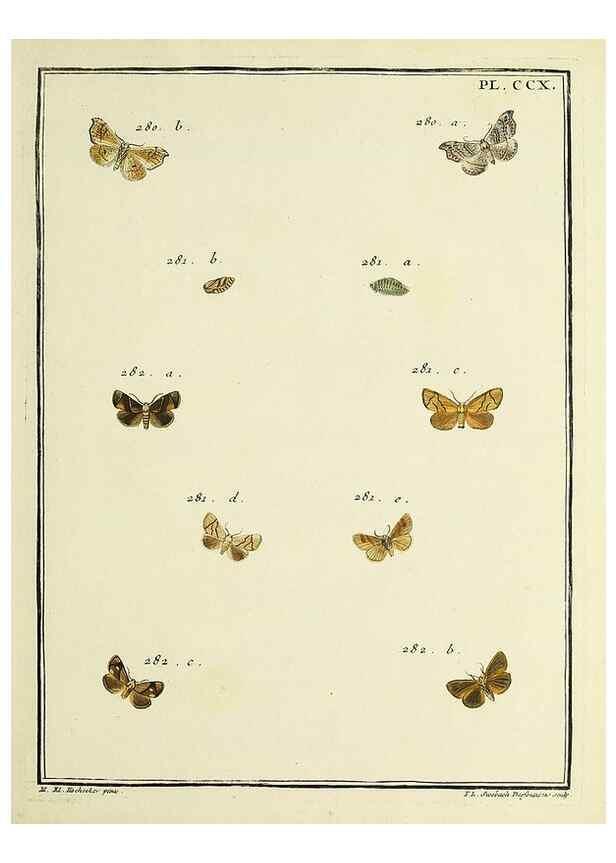 Reproducción/Reproduction 35475124500: Papillons d'Europe, peints d'après nature /. A Paris :Chez P.M. Delaguette, imprimeur-libraire ... ;1779-1792 [i.e. 1793]