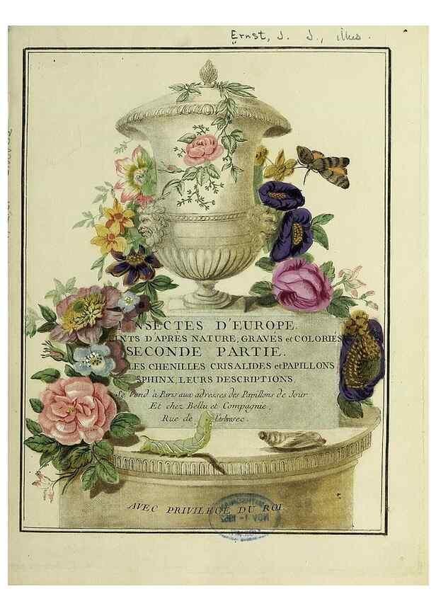 Reproducción/Reproduction 35731296581: Papillons d'Europe, peints d'après nature /. A Paris :Chez P.M. Delaguette, imprimeur-libraire ... ;1779-1792 [i.e. 1793]