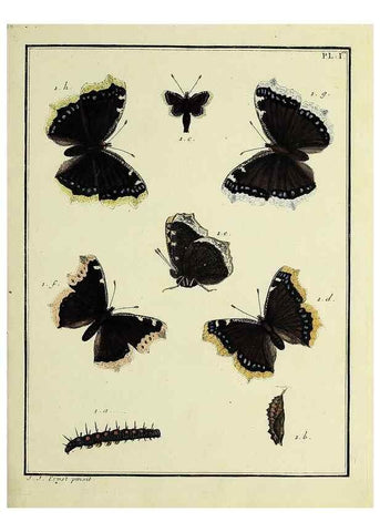 Reproducción/Reproduction 35023562204: Papillons d'Europe, peints d'après nature /. A Paris :Chez P.M. Delaguette, imprimeur-libraire ... ;1779-1792 [i.e. 1793]