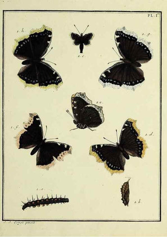 Reproducción/Reproduction 35023562204: Papillons d'Europe, peints d'après nature /. A Paris :Chez P.M. Delaguette, imprimeur-libraire ... ;1779-1792 [i.e. 1793]