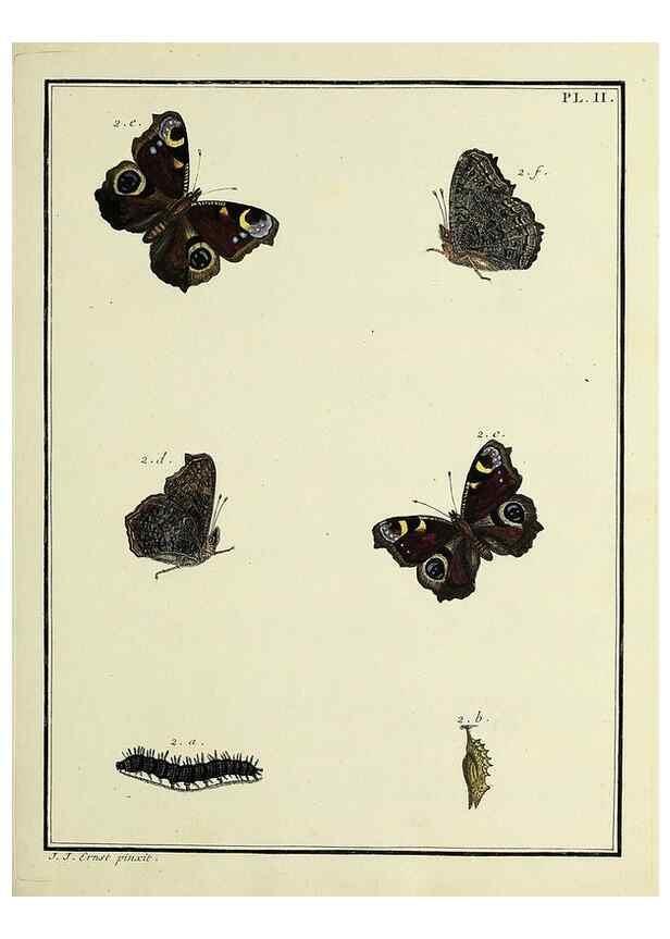 Reproducción/Reproduction 35023565624: Papillons d'Europe, peints d'après nature /. A Paris :Chez P.M. Delaguette, imprimeur-libraire ... ;1779-1792 [i.e. 1793]