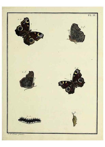 Reproducción/Reproduction 35023565624: Papillons d'Europe, peints d'après nature /. A Paris :Chez P.M. Delaguette, imprimeur-libraire ... ;1779-1792 [i.e. 1793]
