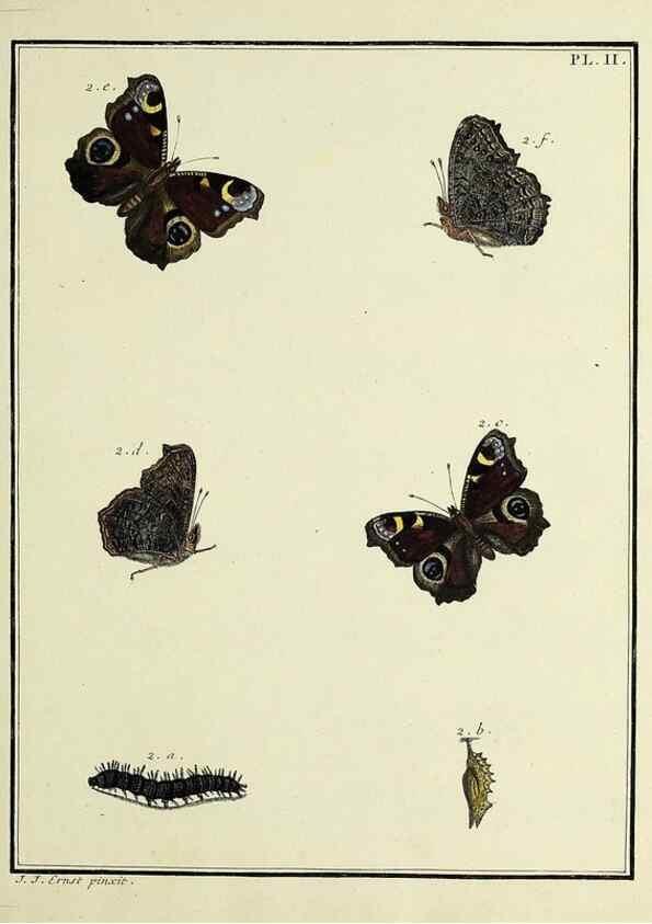 Reproducción/Reproduction 35023565624: Papillons d'Europe, peints d'après nature /. A Paris :Chez P.M. Delaguette, imprimeur-libraire ... ;1779-1792 [i.e. 1793]