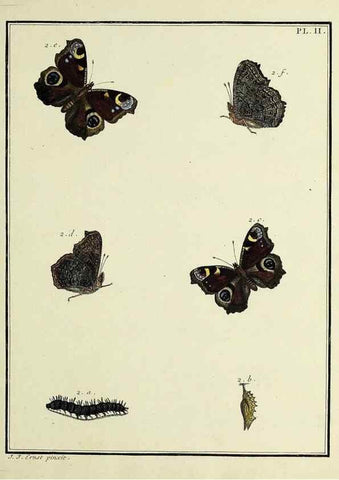 Reproducción/Reproduction 35023565624: Papillons d'Europe, peints d'après nature /. A Paris :Chez P.M. Delaguette, imprimeur-libraire ... ;1779-1792 [i.e. 1793]