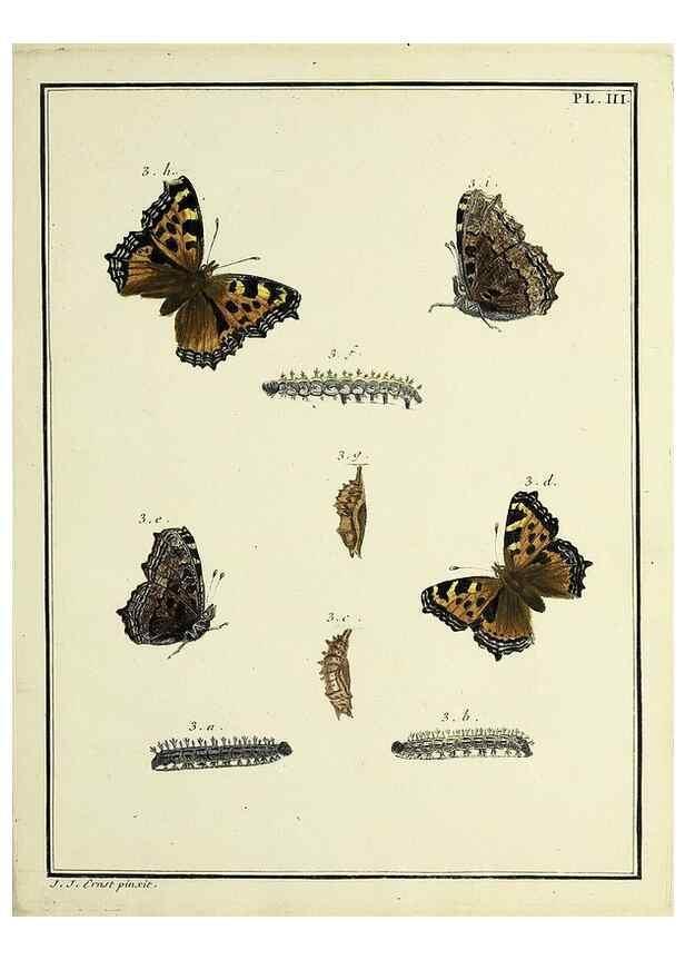 Reproducción/Reproduction 35023568674: Papillons d'Europe, peints d'après nature /. A Paris :Chez P.M. Delaguette, imprimeur-libraire ... ;1779-1792 [i.e. 1793]