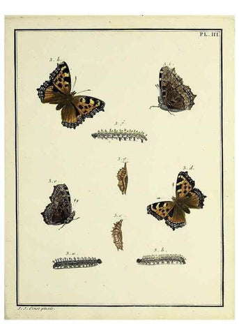 Reproducción/Reproduction 35023568674: Papillons d'Europe, peints d'après nature /. A Paris :Chez P.M. Delaguette, imprimeur-libraire ... ;1779-1792 [i.e. 1793]