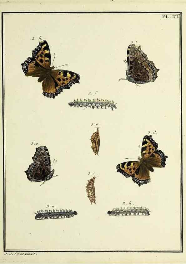 Reproducción/Reproduction 35023568674: Papillons d'Europe, peints d'après nature /. A Paris :Chez P.M. Delaguette, imprimeur-libraire ... ;1779-1792 [i.e. 1793]