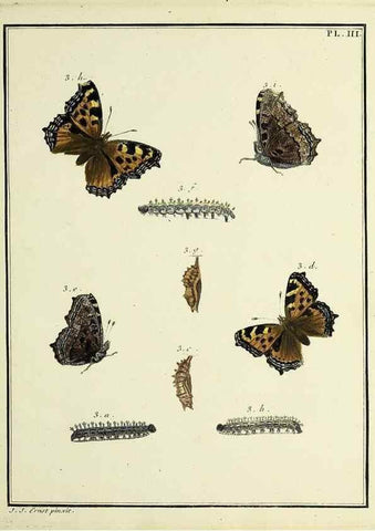 Reproducción/Reproduction 35023568674: Papillons d'Europe, peints d'après nature /. A Paris :Chez P.M. Delaguette, imprimeur-libraire ... ;1779-1792 [i.e. 1793]