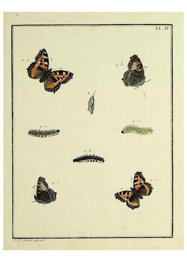 Reproducción/Reproduction 35023573404: Papillons d'Europe, peints d'après nature /. A Paris :Chez P.M. Delaguette, imprimeur-libraire ... ;1779-1792 [i.e. 1793]