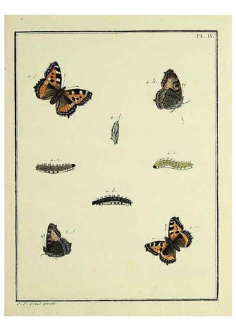 Reproducción/Reproduction 35023573404: Papillons d'Europe, peints d'après nature /. A Paris :Chez P.M. Delaguette, imprimeur-libraire ... ;1779-1792 [i.e. 1793]