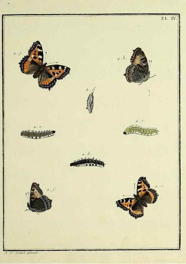 Reproducción/Reproduction 35023573404: Papillons d'Europe, peints d'après nature /. A Paris :Chez P.M. Delaguette, imprimeur-libraire ... ;1779-1792 [i.e. 1793]