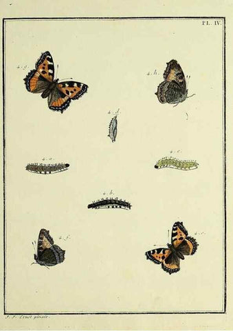 Reproducción/Reproduction 35023573404: Papillons d'Europe, peints d'après nature /. A Paris :Chez P.M. Delaguette, imprimeur-libraire ... ;1779-1792 [i.e. 1793]