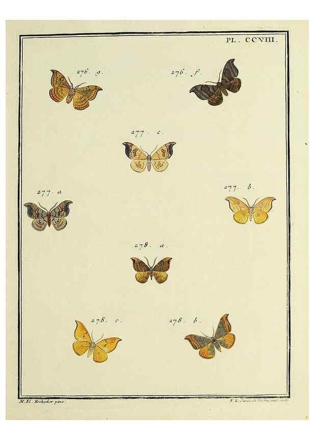 Reproducción/Reproduction 35731138501: Papillons d'Europe, peints d'après nature /. A Paris :Chez P.M. Delaguette, imprimeur-libraire ... ;1779-1792 [i.e. 1793]