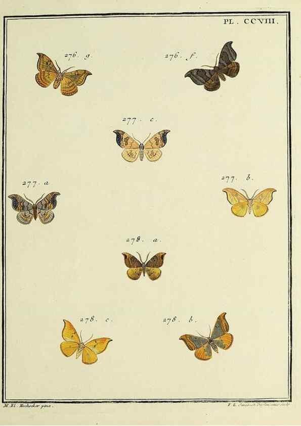 Reproducción/Reproduction 35731138501: Papillons d'Europe, peints d'après nature /. A Paris :Chez P.M. Delaguette, imprimeur-libraire ... ;1779-1792 [i.e. 1793]