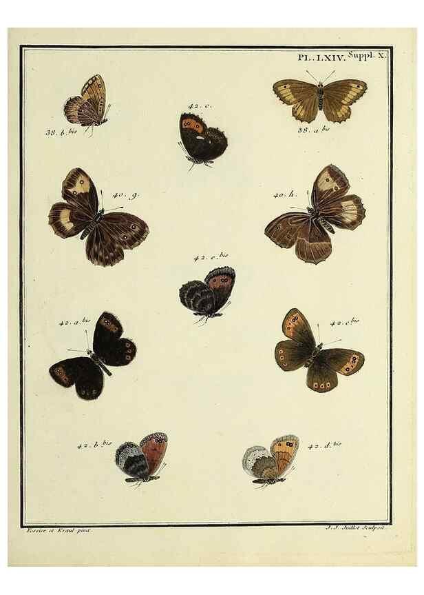Reproducción/Reproduction 35822879296: Papillons d'Europe, peints d'après nature /. A Paris :Chez P.M. Delaguette, imprimeur-libraire ... ;1779-1792 [i.e. 1793]