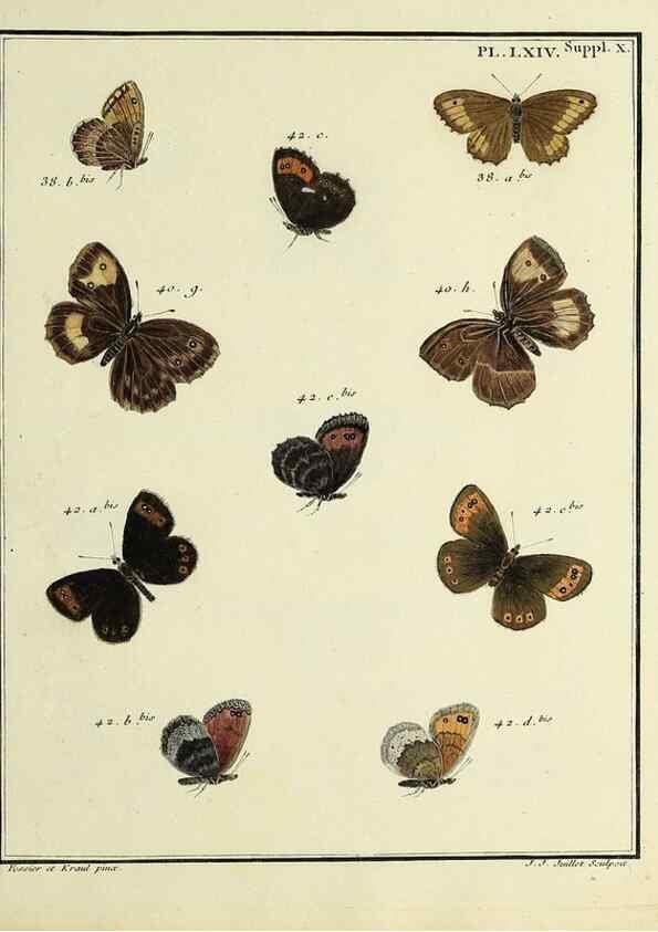 Reproducción/Reproduction 35822879296: Papillons d'Europe, peints d'après nature /. A Paris :Chez P.M. Delaguette, imprimeur-libraire ... ;1779-1792 [i.e. 1793]