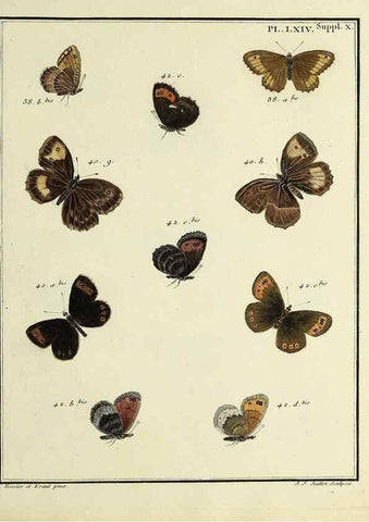 Reproducción/Reproduction 35822879296: Papillons d'Europe, peints d'après nature /. A Paris :Chez P.M. Delaguette, imprimeur-libraire ... ;1779-1792 [i.e. 1793]