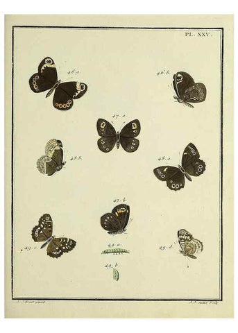 Reproducción/Reproduction 35822777496: Papillons d'Europe, peints d'après nature /. A Paris :Chez P.M. Delaguette, imprimeur-libraire ... ;1779-1792 [i.e. 1793]