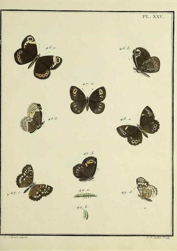 Reproducción/Reproduction 35822777496: Papillons d'Europe, peints d'après nature /. A Paris :Chez P.M. Delaguette, imprimeur-libraire ... ;1779-1792 [i.e. 1793]