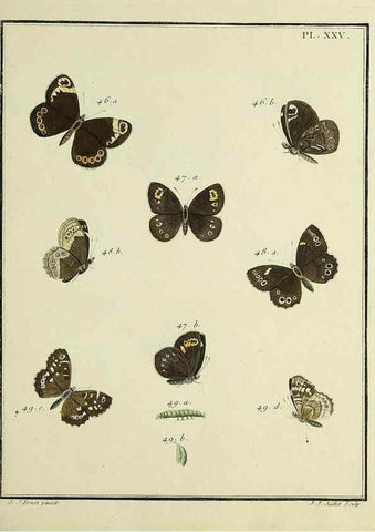 Reproducción/Reproduction 35822777496: Papillons d'Europe, peints d'après nature /. A Paris :Chez P.M. Delaguette, imprimeur-libraire ... ;1779-1792 [i.e. 1793]