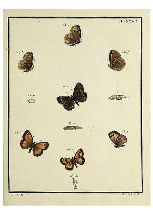 Reproducción/Reproduction 35731703241: Papillons d'Europe, peints d'après nature /. A Paris :Chez P.M. Delaguette, imprimeur-libraire ... ;1779-1792 [i.e. 1793]
