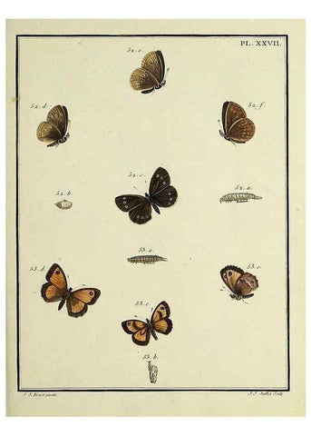 Reproducción/Reproduction 35731703241: Papillons d'Europe, peints d'après nature /. A Paris :Chez P.M. Delaguette, imprimeur-libraire ... ;1779-1792 [i.e. 1793]