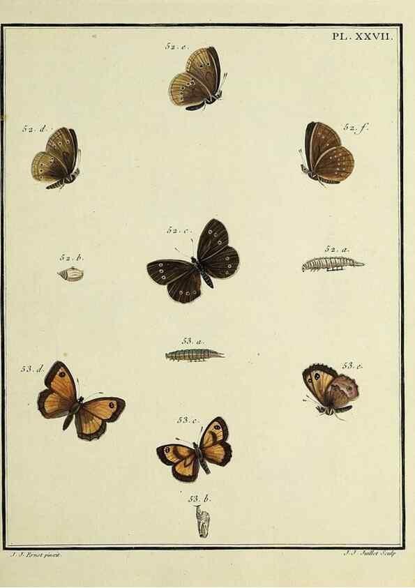 Reproducción/Reproduction 35731703241: Papillons d'Europe, peints d'après nature /. A Paris :Chez P.M. Delaguette, imprimeur-libraire ... ;1779-1792 [i.e. 1793]