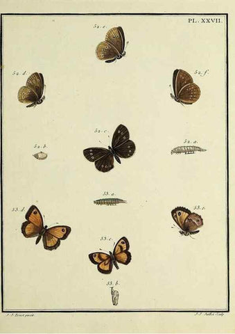 Reproducción/Reproduction 35731703241: Papillons d'Europe, peints d'après nature /. A Paris :Chez P.M. Delaguette, imprimeur-libraire ... ;1779-1792 [i.e. 1793]