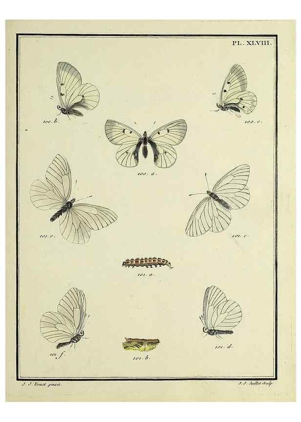 Reproducción/Reproduction 35731744071: Papillons d'Europe, peints d'après nature /. A Paris :Chez P.M. Delaguette, imprimeur-libraire ... ;1779-1792 [i.e. 1793]