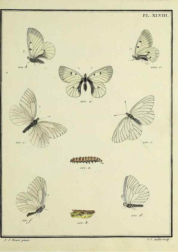 Reproducción/Reproduction 35731744071: Papillons d'Europe, peints d'après nature /. A Paris :Chez P.M. Delaguette, imprimeur-libraire ... ;1779-1792 [i.e. 1793]